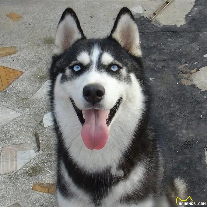 养狗4不碰,所有养狗人一定要注意,过来人的教训!