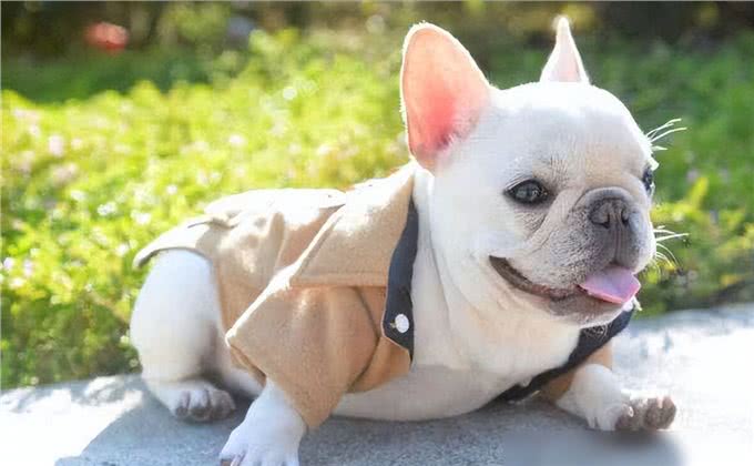 养狗4不碰,所有养狗人一定要注意,过来人的教训!