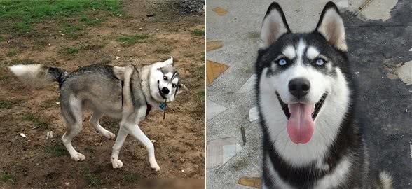 养狗4不碰，所有养狗人一定要注意，过来人的教训!