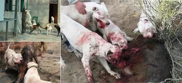 杜高幼犬怎样训练打猎?带杜高犬打猎时的注意事项