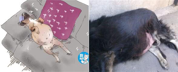 狗狗腹部异常的大,只是吃饱了撑的?铲屎官要注意可能是犬腹水