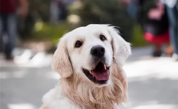 狗狗不停抓挠，是感染了寄生虫吗?