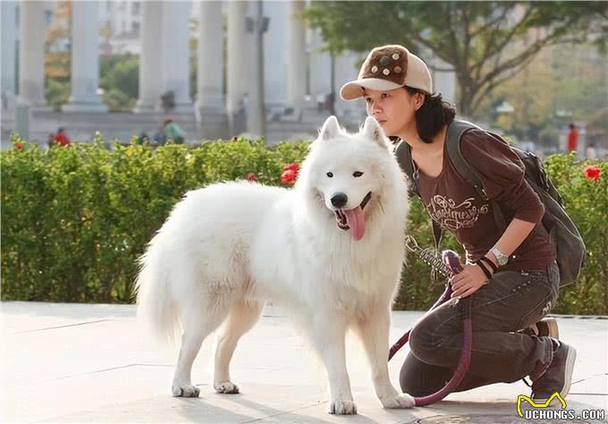 母狗的7个缺点，怪不得养过的人，都想换狗