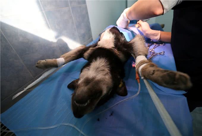 母狗的7个缺点，怪不得养过的人，都想换狗