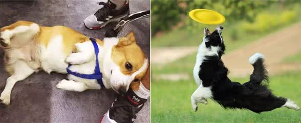 母狗的7个缺点，怪不得养过的人，都想换狗