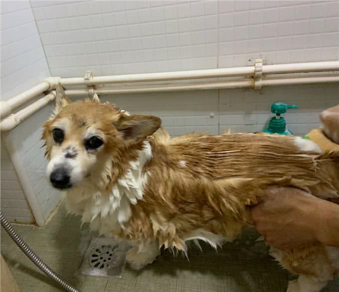 养柯基的6大误区,你知道吗?快来看看