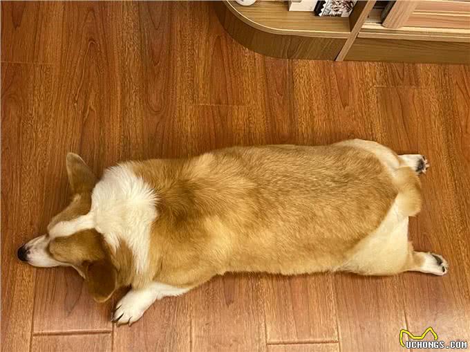 养柯基的6大误区,你知道吗?快来看看