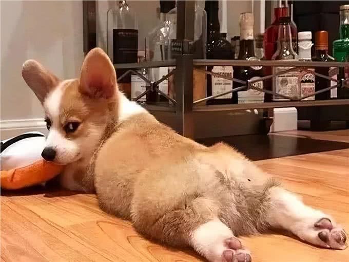 养柯基的6大误区,你知道吗?快来看看