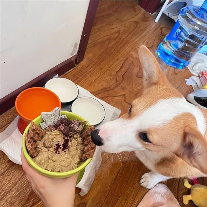 养柯基的6大误区,你知道吗?快来看看