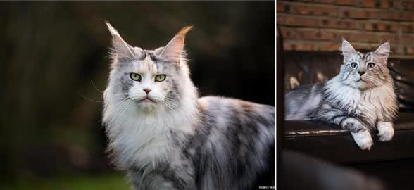 探秘挪威森林猫：迷人外貌、独特历史和温和性格