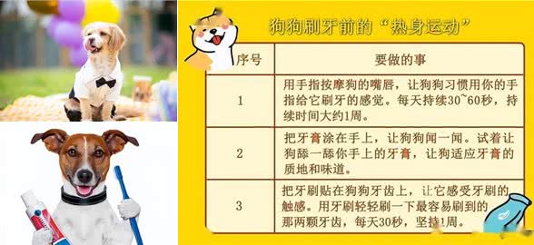 财猫双犬狗狗刷牙全攻略:让爱宠拥有健康口腔，主人们学起来