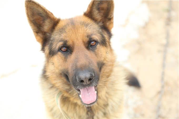 四种适合当警犬的狗:前两个霸气，第三个聪明，最后这个有点意外