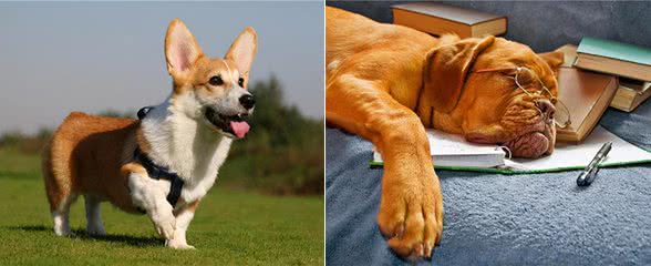 养宠经验:狗狗身上有寄生虫没?发现寄生虫应该怎么处理?