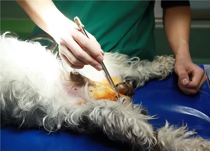 要给狗狗绝育吗?看完利弊之后再决定