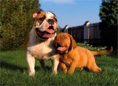 世界名犬—波尔多犬