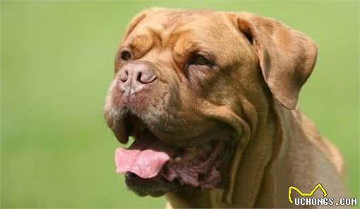 世界名犬—波尔多犬