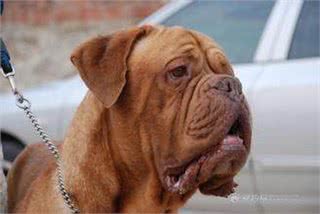 世界名犬—波尔多犬