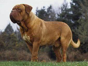 世界名犬—波尔多犬