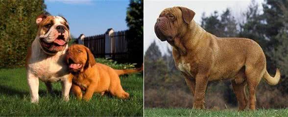 世界名犬—波尔多犬