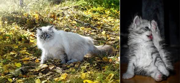 宠物猫系列之西伯利亚猫