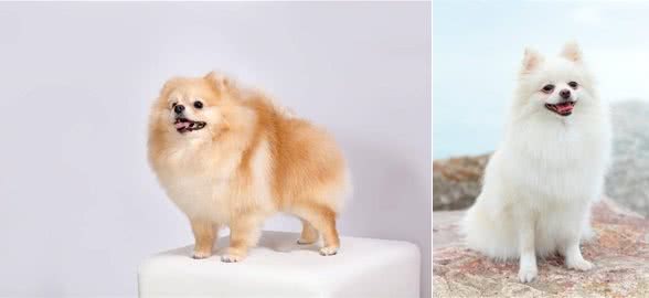 探索宠物世界：博美犬的魅力与神奇