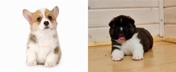正确饲养幼犬的方法及注意事项