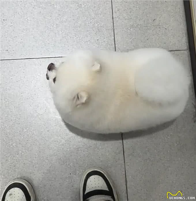 小博美洗完澡后,主人被它萌化了,这是谁家刚出炉的港荣蒸蛋糕?