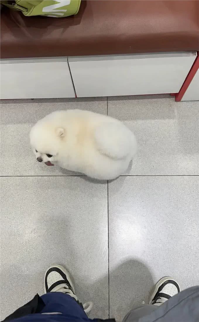 小博美洗完澡后,主人被它萌化了,这是谁家刚出炉的港荣蒸蛋糕?