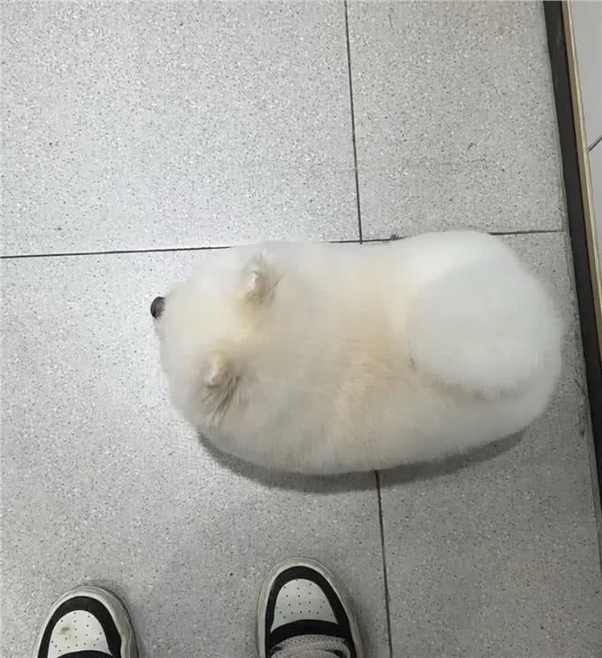 小博美洗完澡后,主人被它萌化了,这是谁家刚出炉的港荣蒸蛋糕?