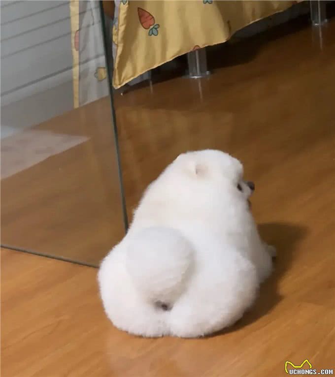 小博美洗完澡后,主人被它萌化了,这是谁家刚出炉的港荣蒸蛋糕?