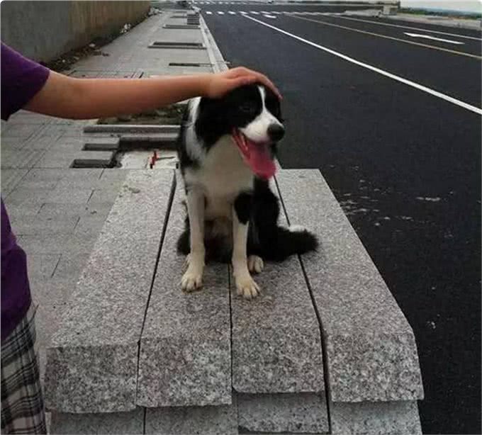 狗的占有欲有多强?它们吃醋时会做出什么神奇的事?