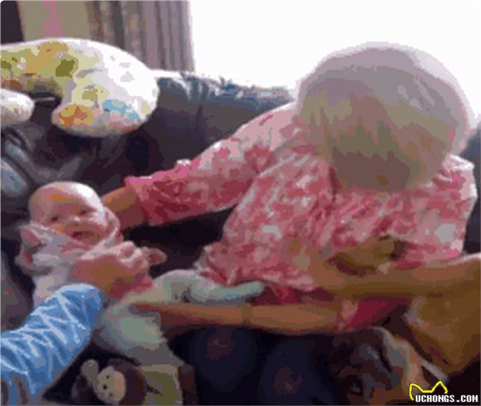 狗的占有欲有多强?它们吃醋时会做出什么神奇的事?