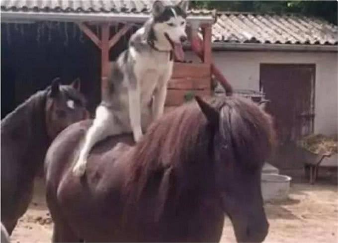 狗的占有欲有多强?它们吃醋时会做出什么神奇的事?