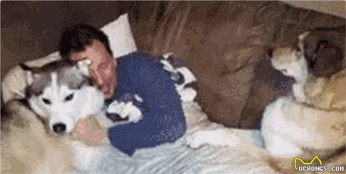 狗的占有欲有多强?它们吃醋时会做出什么神奇的事?