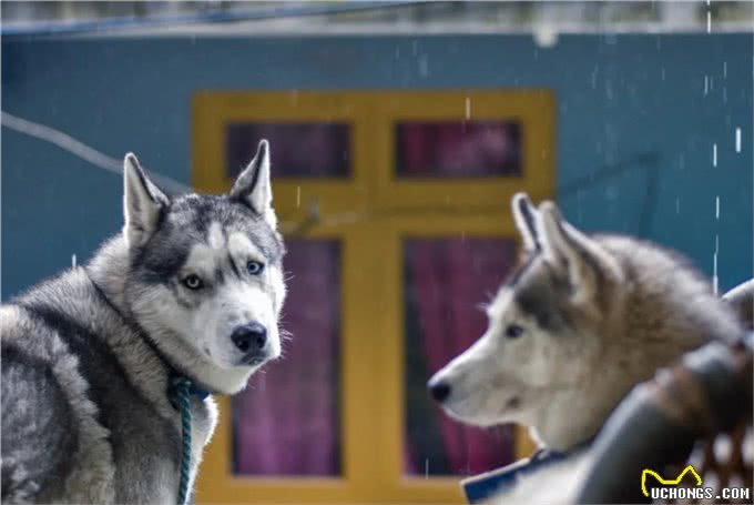 最有活力的七种狗狗