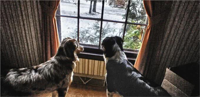 最有活力的七种狗狗