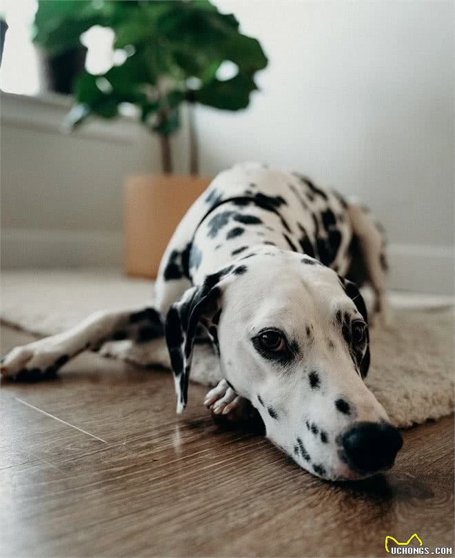 最有活力的七种狗狗