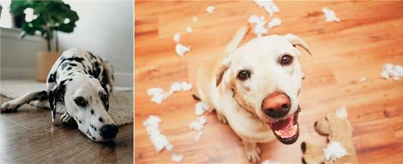 最有活力的七种狗狗