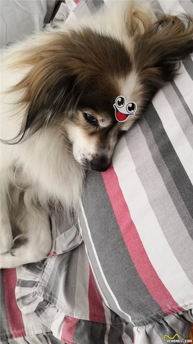 只有养狗人才体会到的心痛