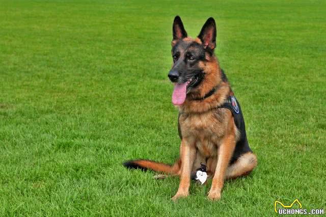 别质疑德国牧羊犬,它的好坏,一目了然