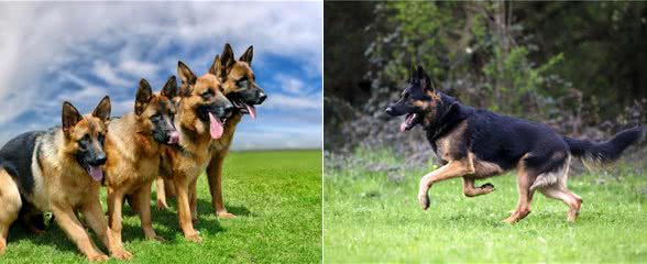 别质疑德国牧羊犬，它的好坏，一目了然