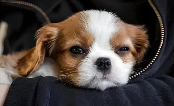 狗狗总挠痒痒?别急，这里有妙招!