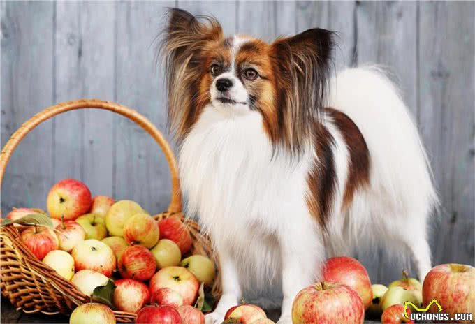 狗狗也可以吃水果，但是这5种水果千万要小心，正确选择很重要!