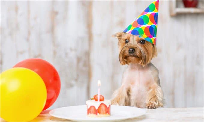 狗狗也可以吃水果，但是这5种水果千万要小心，正确选择很重要!