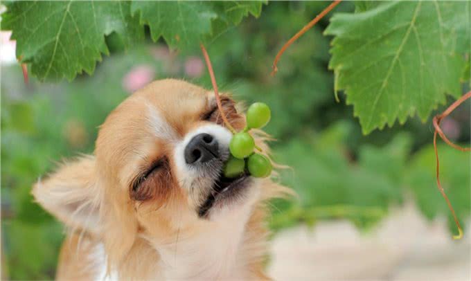狗狗也可以吃水果，但是这5种水果千万要小心，正确选择很重要!