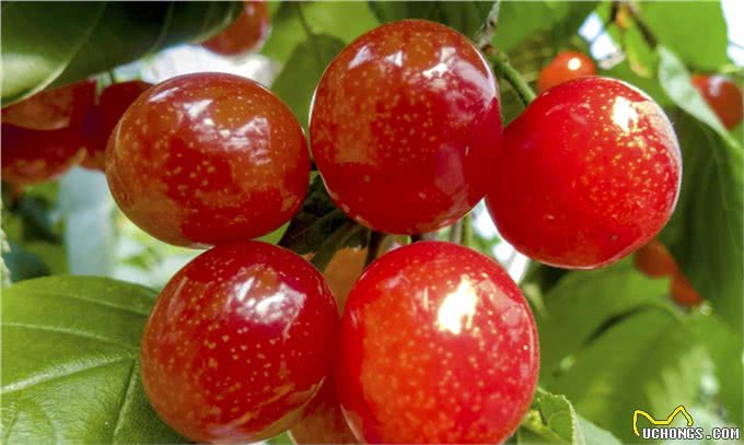 狗狗也可以吃水果，但是这5种水果千万要小心，正确选择很重要!