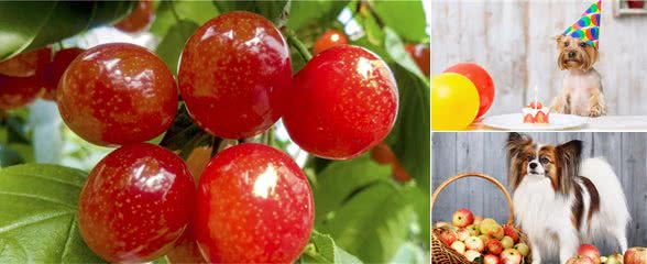 狗狗也可以吃水果,但是这5种水果千万要小心,正确选择很重要!