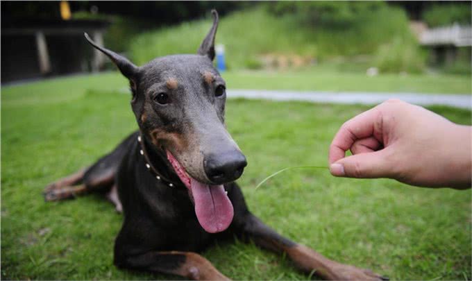 名犬鉴赏—杜宾犬
