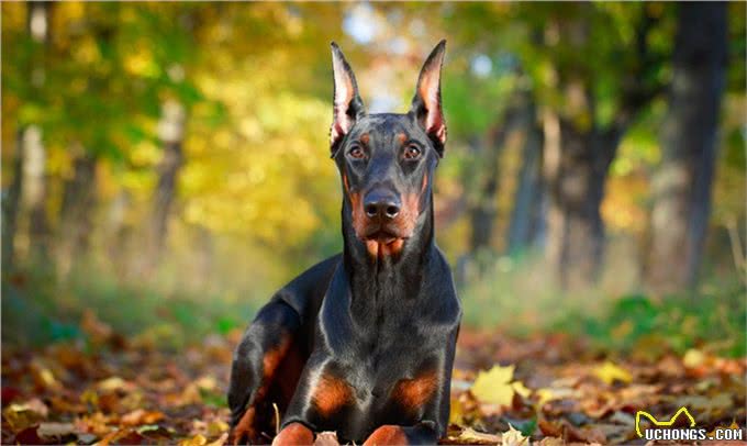 名犬鉴赏—杜宾犬
