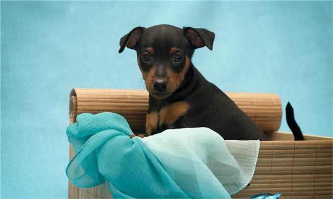 名犬鉴赏—杜宾犬